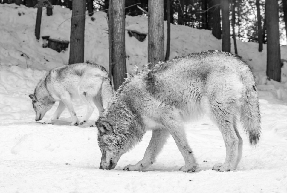 Two wolves sniffing snow-covered ground.  Photo by Eva Blue via Unsplash.